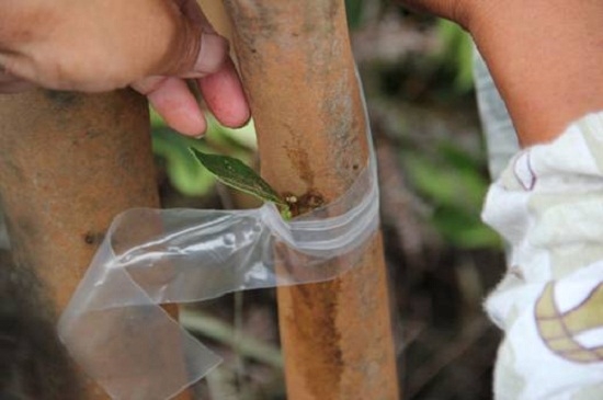 茶花如何嫁接：茶花的嫁接办法详解（附图）