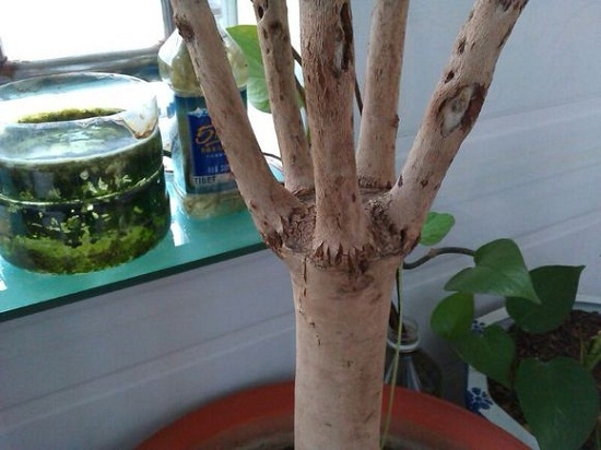 茶花如何嫁接：茶花的嫁接办法详解（附图）