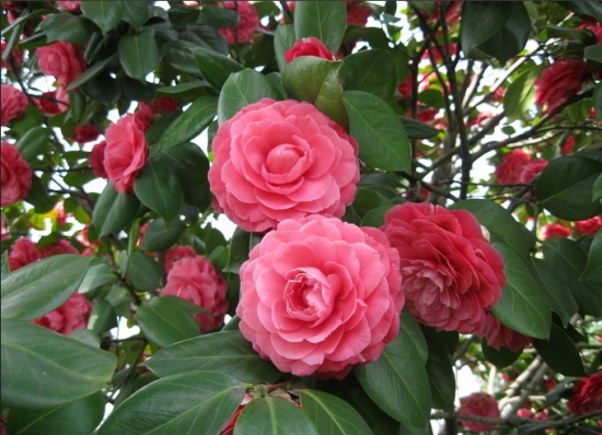 茶花有毒吗：可制花茶也可制花酒