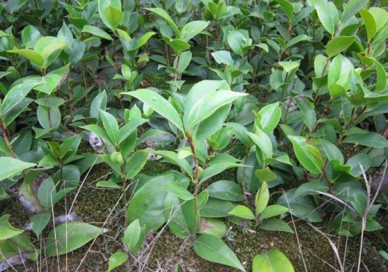 茶花种子如何种：茶花种皮坚硬需经处理后才能使种子萌发迅速整齐