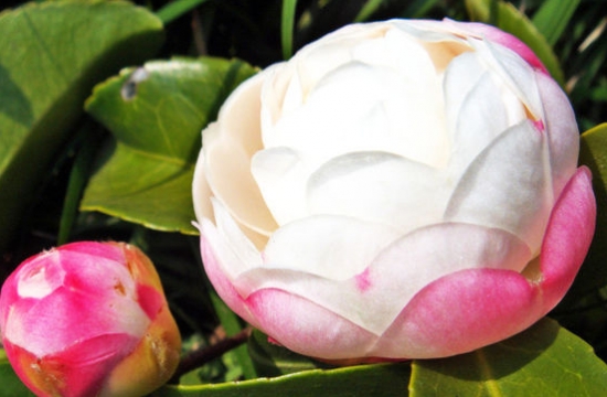 茶花的作用：美容养颜、消肿散瘀