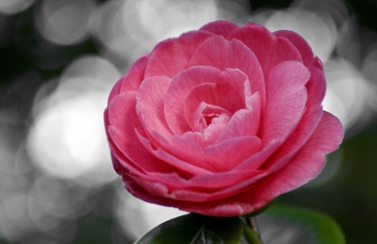 茶花的作用：美容养颜、消肿散瘀