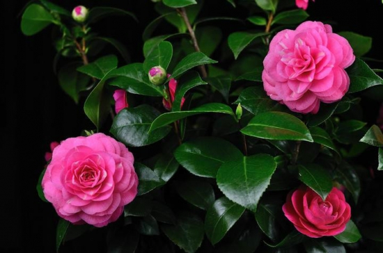 茶梅种类有哪些：主要分为普通茶梅，冬茶梅和春茶梅三个种群