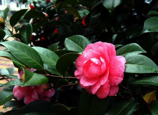 茶梅种类有哪些：主要分为普通茶梅，冬茶梅和春茶梅三个种群