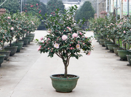 茶花树的价格：茶花树的价格情况及相关知识的介绍