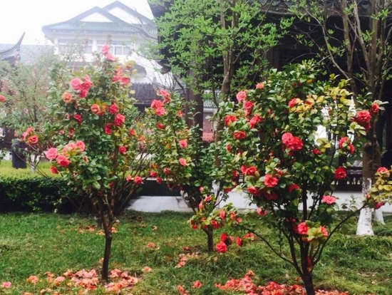 茶花树的价格：茶花树的价格情况及相关知识的介绍