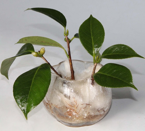 无土盆栽茶花应如何繁殖