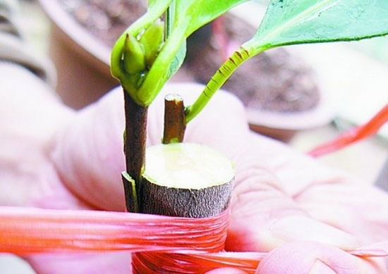 如何科学繁殖茶花