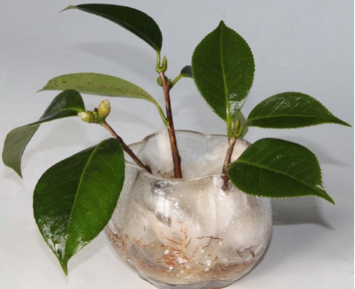 无土扦插的茶花应如何管理