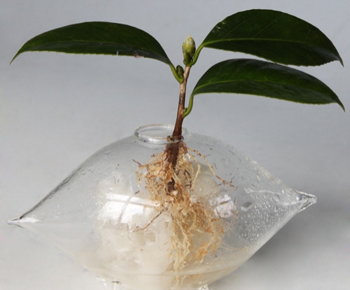 待移植的茶花 茶花无土扦插后应如何移植