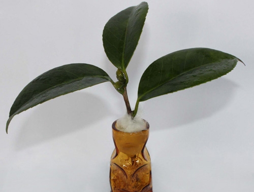 无土盆栽的茶花 无土盆栽茶花应如何定植