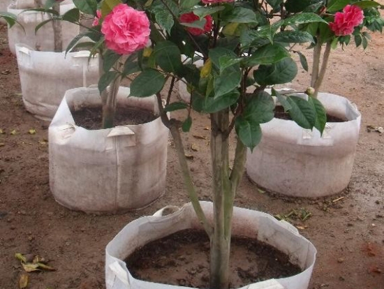 茶花翻盆时应留意些什么