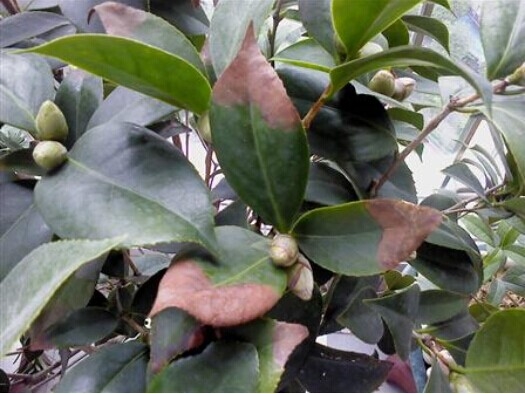 茶花叶片枯焦 茶花叶片发生枯焦如何办