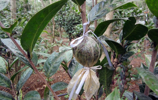 高空压条 茶花高空压条后生瘤是否已成活