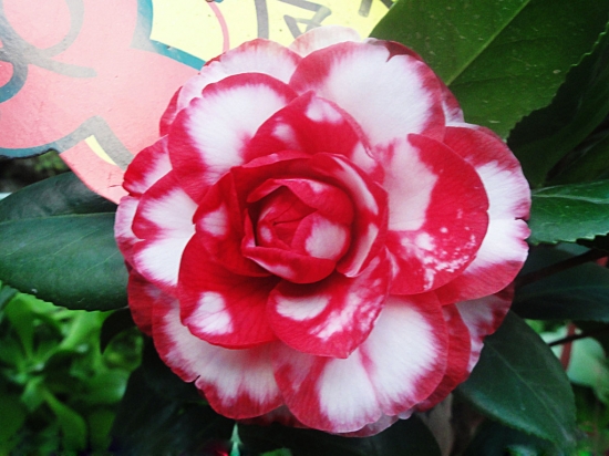 茶花开过花后如何管理