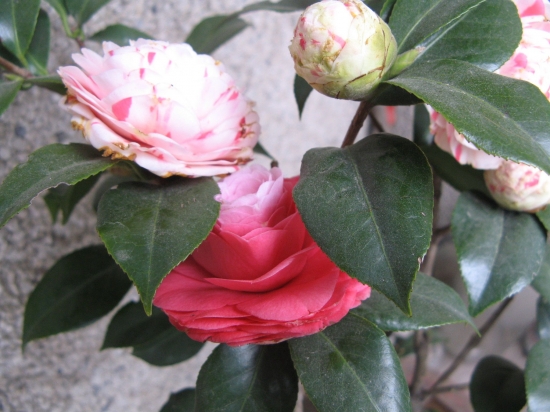 茶花 如何使茶花幼苗多长分枝