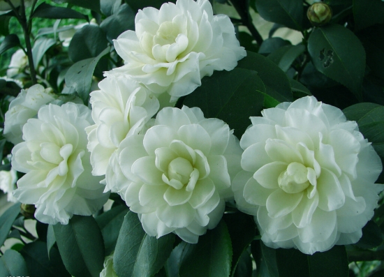 冬季茶花为何落蕾