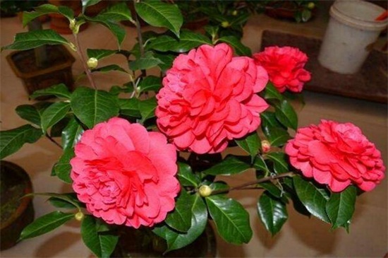 山茶花什么季节开花,大约在冬春季1~4月开花