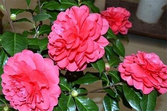 山茶花什么季节开花，大约在冬春季1～4月开花