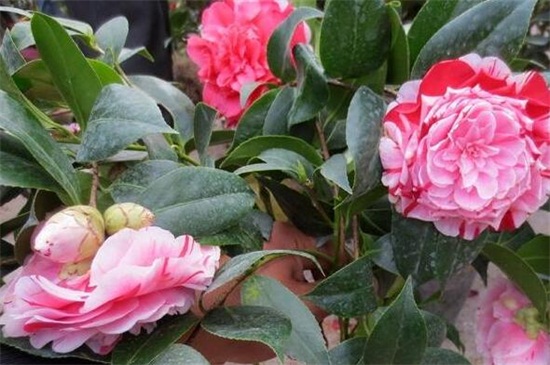 山茶花什么季节开花，大约在冬春季1～4月开花