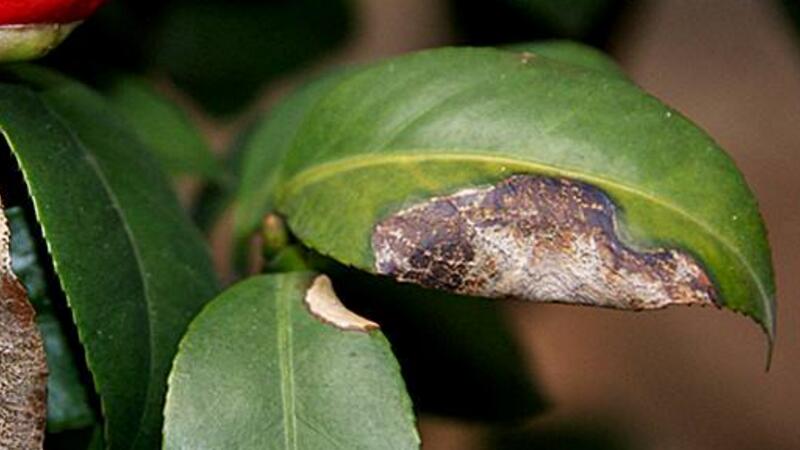 山茶花为何掉叶子