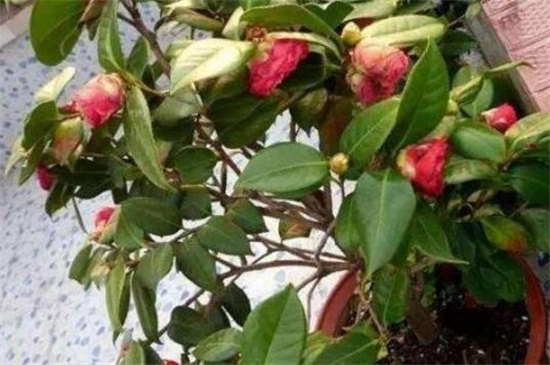 山茶花为何掉叶子