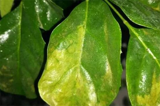 山茶花为何掉叶子