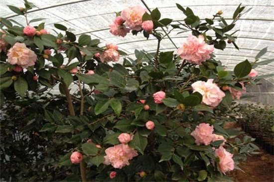 山茶花为何掉叶子,浇水预防病虫危害