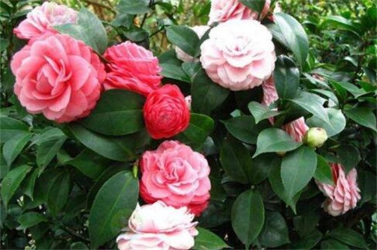 山茶花为何掉叶子,浇水预防病虫危害