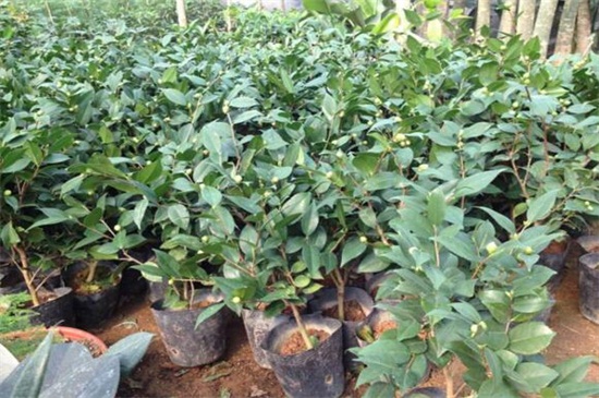 山茶花为何掉叶子,浇水预防病虫危害