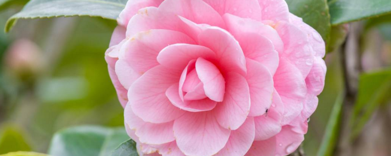 山茶花是春季开的吗