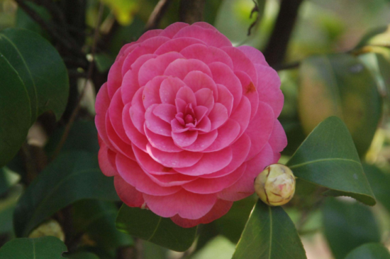 山茶花是春季开的吗