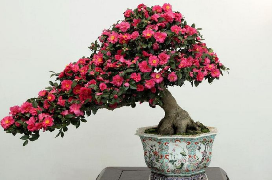 山茶花是春季开的吗