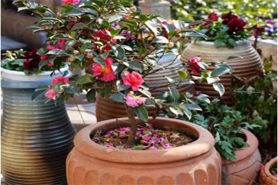 山茶花冬季养殖的禁忌