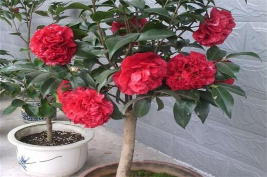 山茶花冬季养殖的禁忌