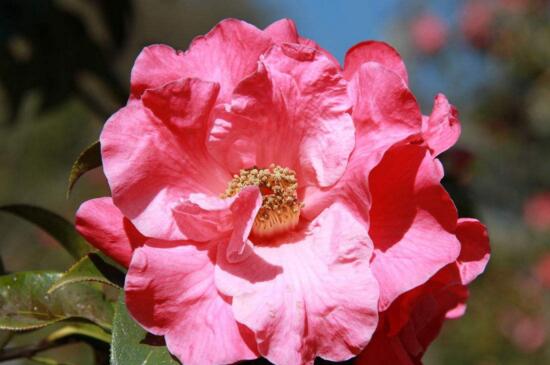 山茶花种类有哪些