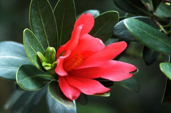 山茶花种类有哪些