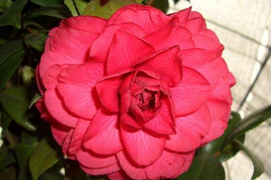 山茶花种类有哪些