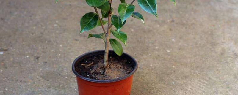 盆栽山茶花掉叶子如何办