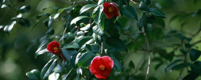 山茶花如何养