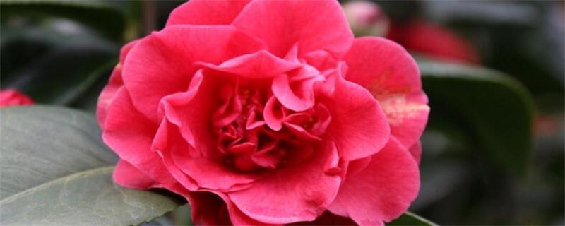 山茶花的养殖办法