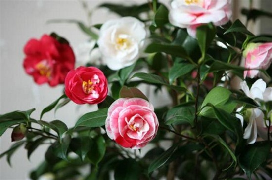 山茶花的养殖办法