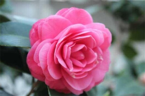 山茶花的养殖办法