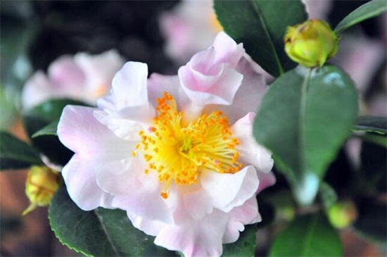 山茶花的养殖办法