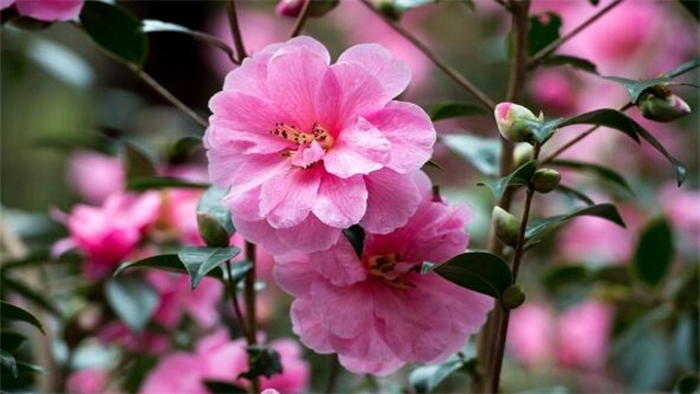 山茶花的养殖办法和留意事项