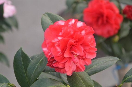 山茶花的养殖办法和留意事项