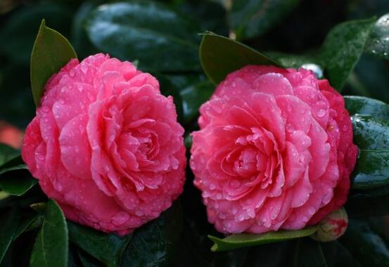 山茶花的种类有哪些，盘点最具代表性的十种山茶花