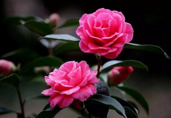 山茶花的种类有哪些，盘点最具代表性的十种山茶花