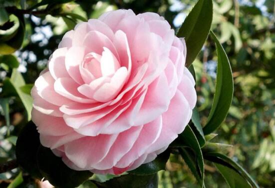 山茶花的种类有哪些，盘点最具代表性的十种山茶花