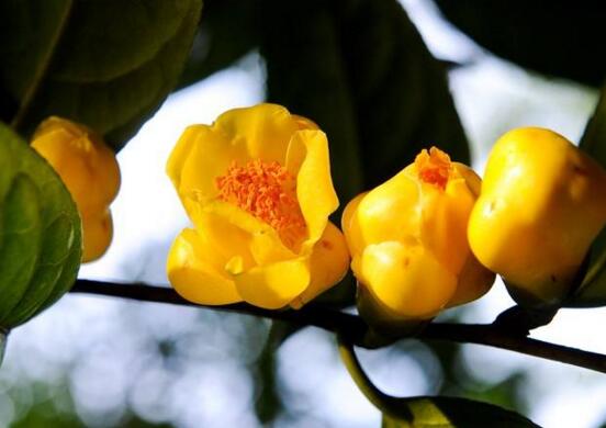 山茶花的种类有哪些，盘点最具代表性的十种山茶花